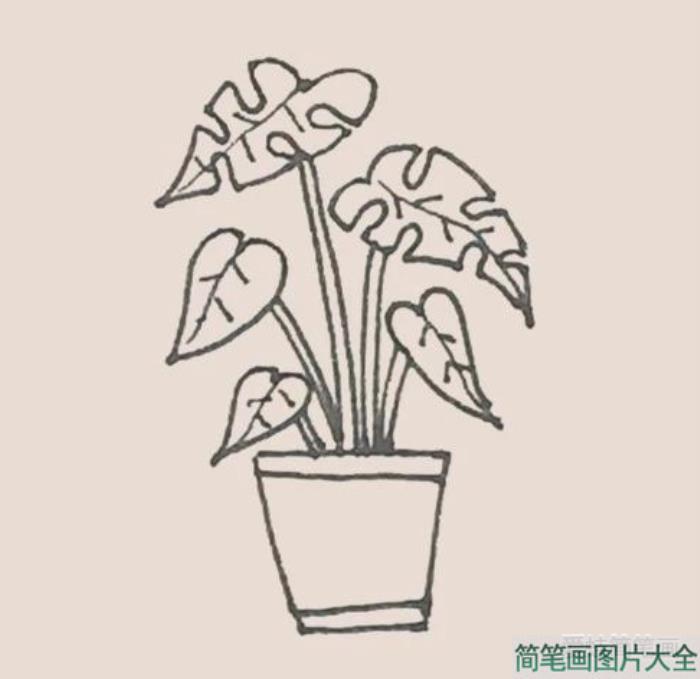 简笔画龟背竹  第6张