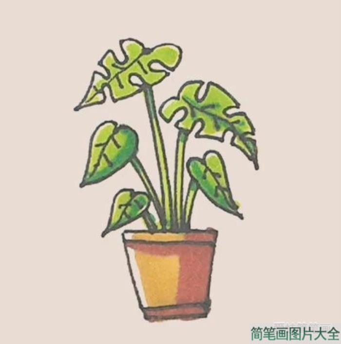 简笔画龟背竹  第7张