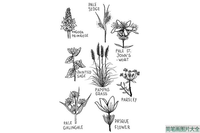 一组漂亮的花朵手账简笔画  第6张