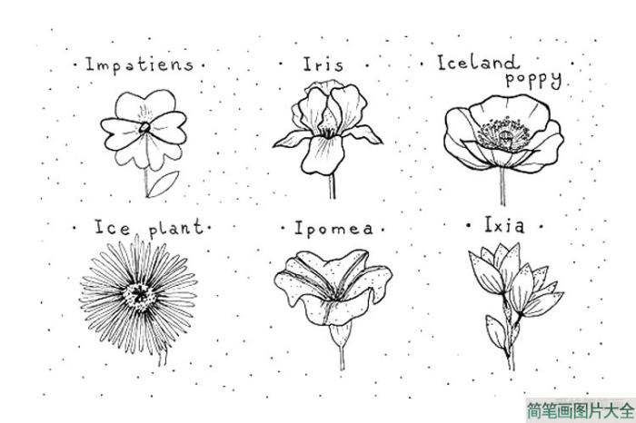 一组漂亮的花朵手账简笔画  第7张