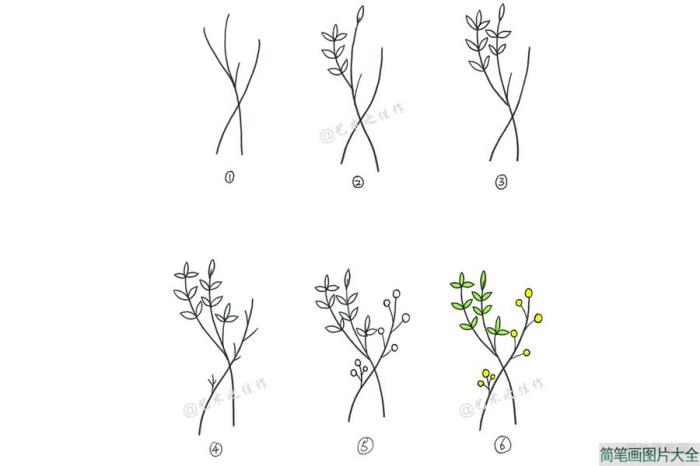 一组漂亮的小植物简笔画画法  第3张