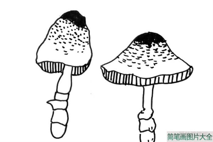 黑白线描小蘑菇  第5张