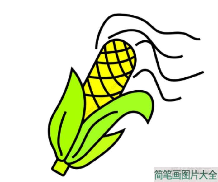 成熟的玉米简笔画  第2张