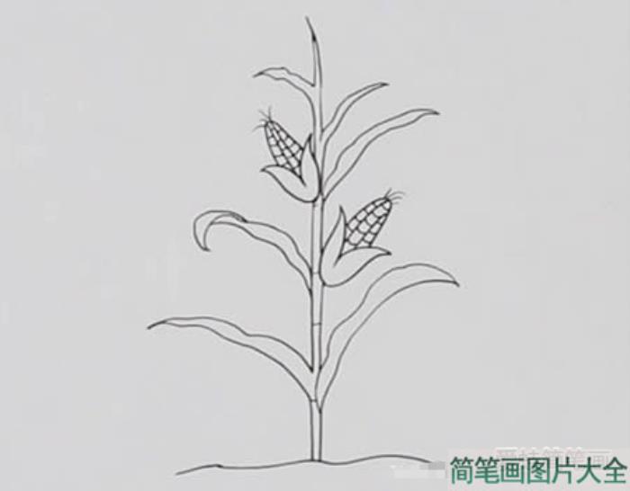 玉米树如何画简笔画  第2张