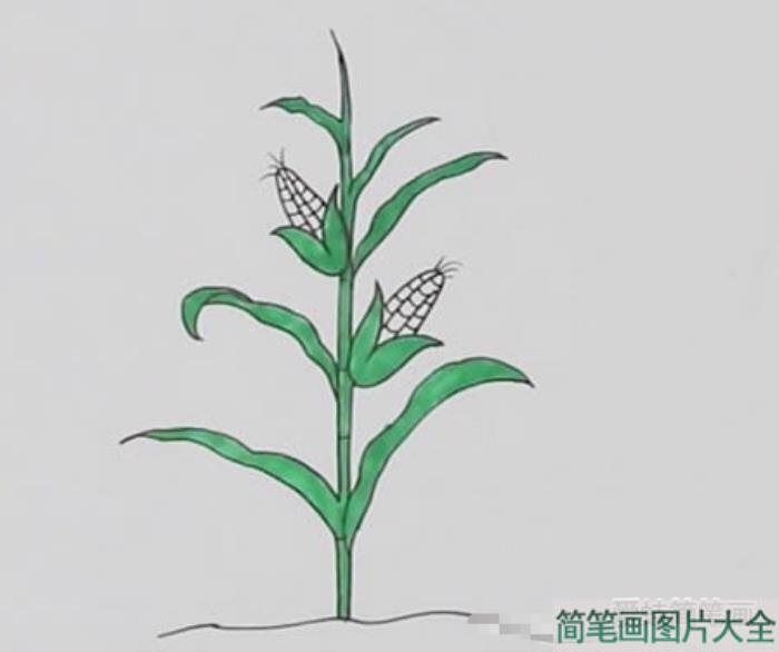 玉米树如何画简笔画  第3张