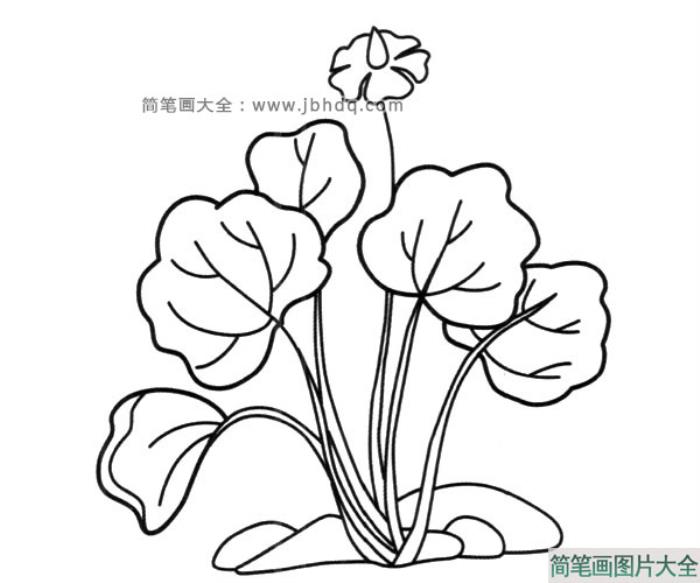 水生植物简笔画图片