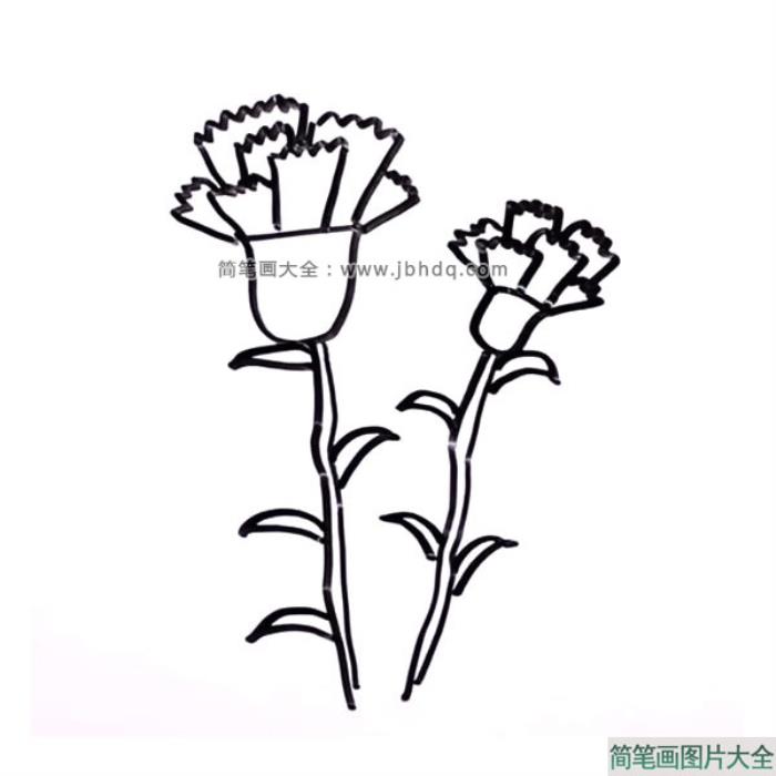 母亲节绘画素材_康乃馨简笔画图片