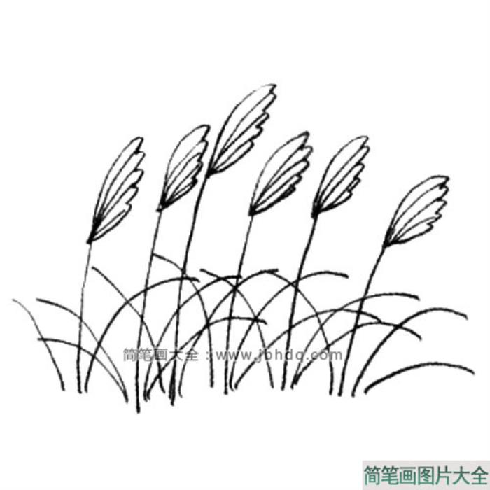 芒草简笔画教程  第3张