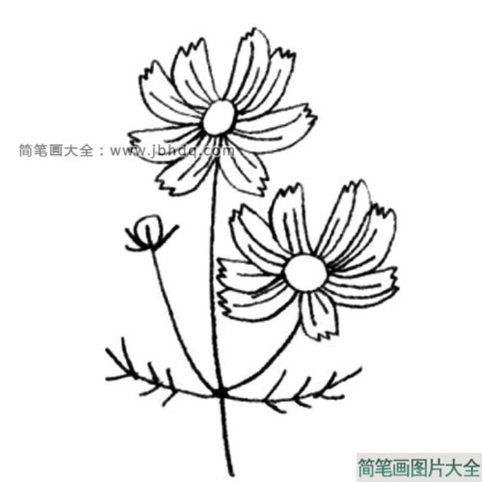 大波斯菊简笔画教程  第3张