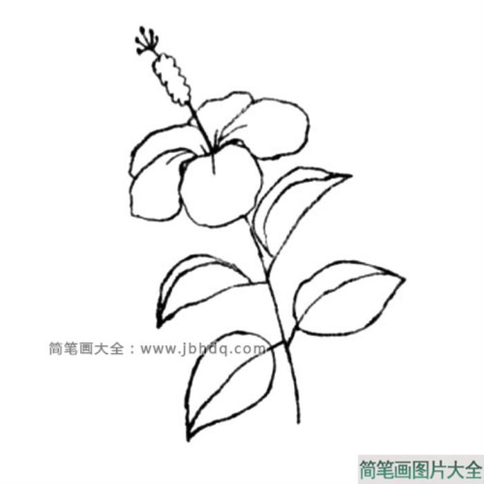 木槿花简笔画教程  第3张