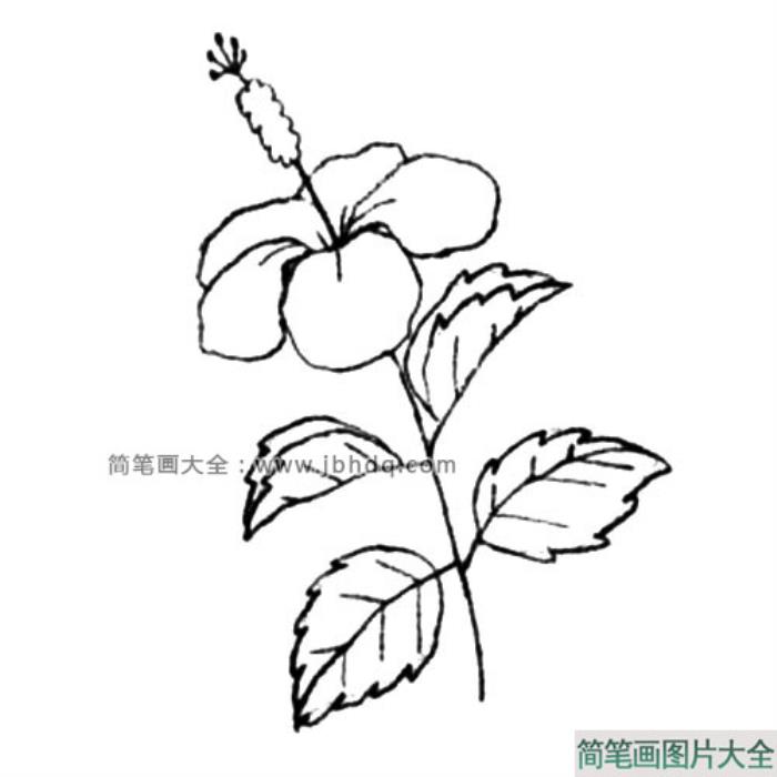 木槿花简笔画教程  第4张