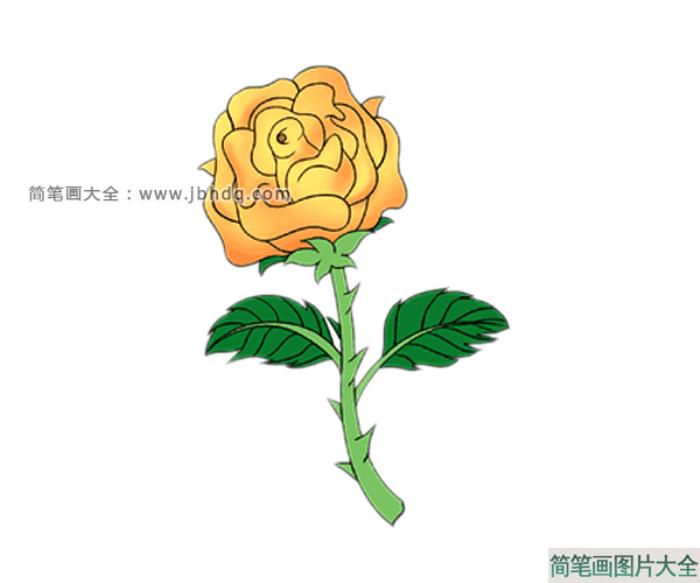 三张漂亮的玫瑰花简笔画