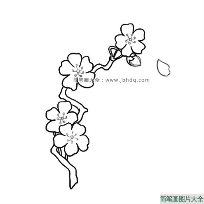 很容易学会的樱花简笔画