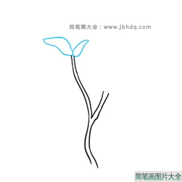 很容易学会的玉兰花简笔画  第2张