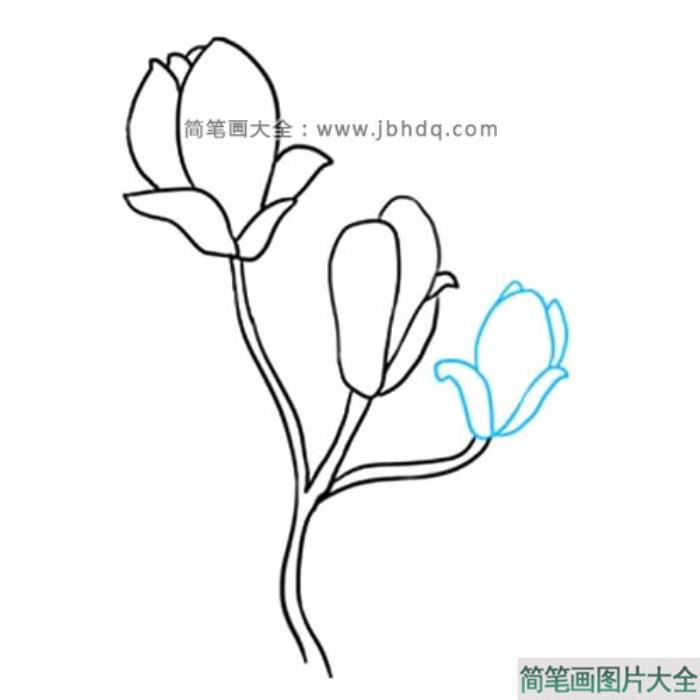 很容易学会的玉兰花简笔画  第7张