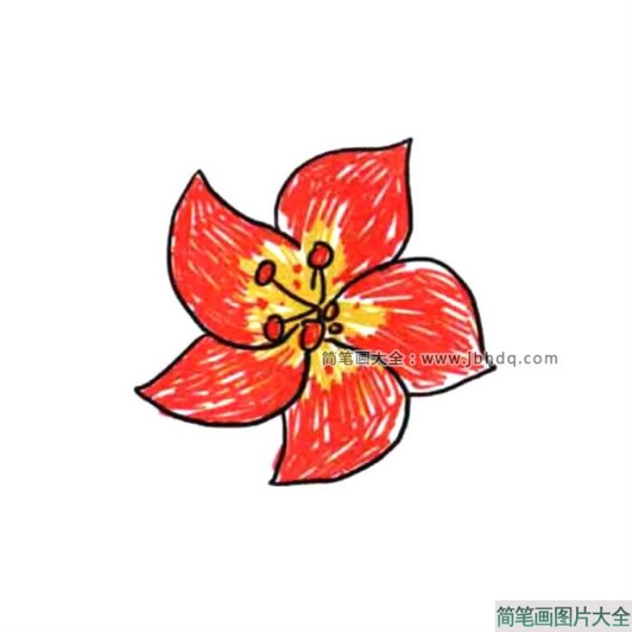 太阳花花瓣