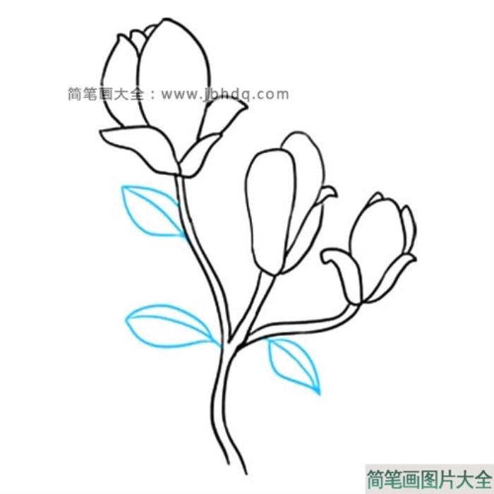 很容易学会的玉兰花简笔画  第8张