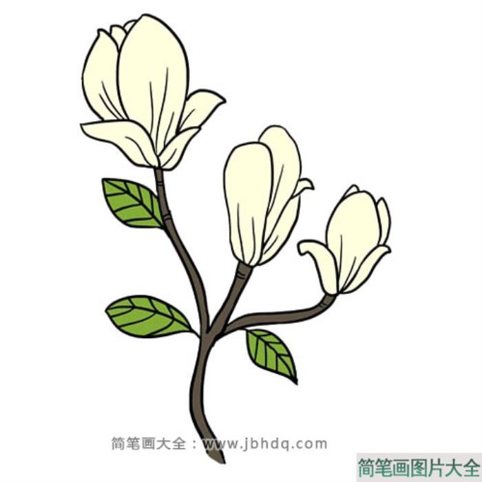 很容易学会的玉兰花简笔画  第10张