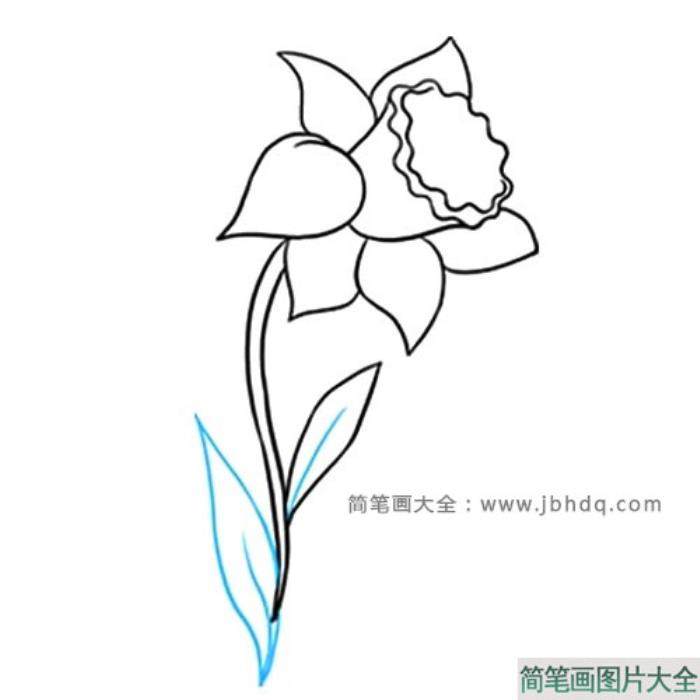 很容易学会的水仙花简笔画  第8张