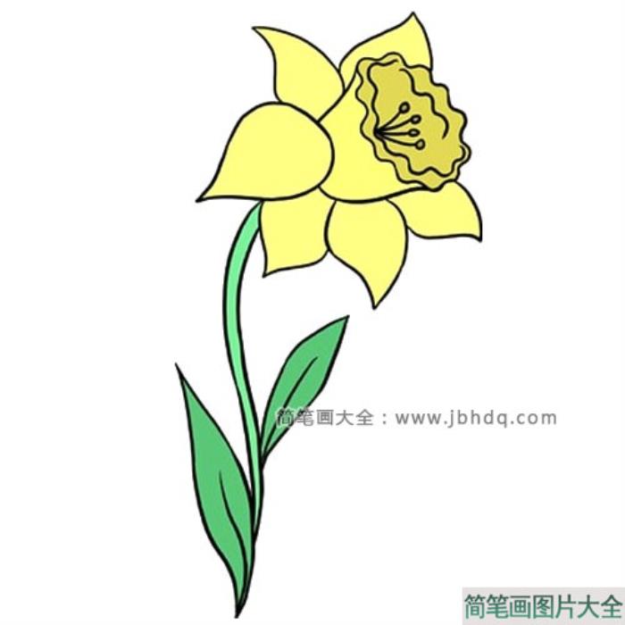 很容易学会的水仙花简笔画  第10张