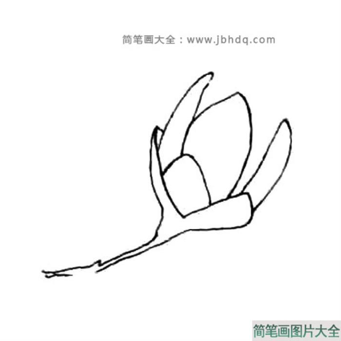 玉兰花简笔画教程  第3张