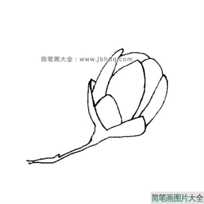 玉兰花简笔画教程  第4张