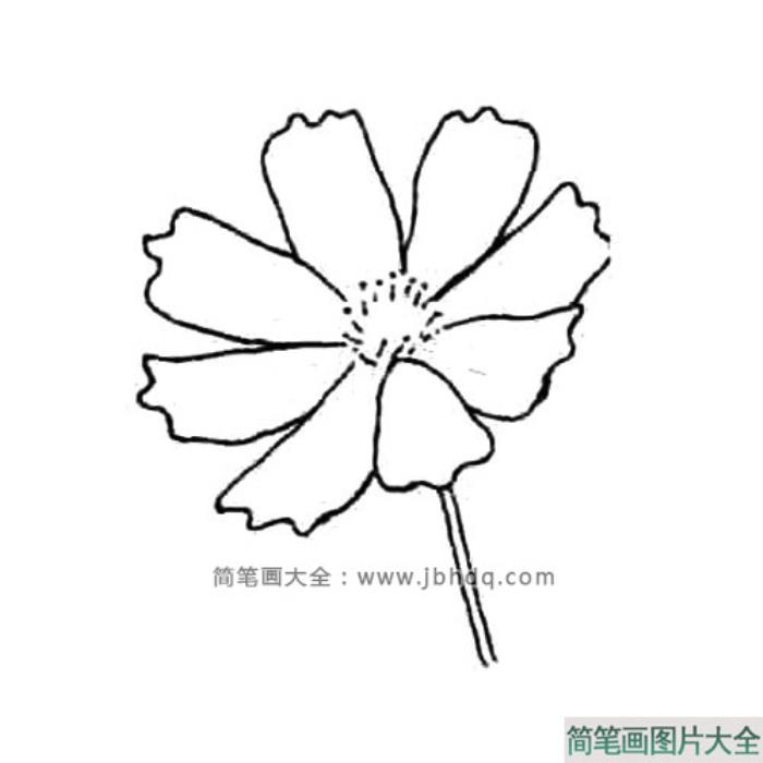 波斯菊简笔画教程  第4张