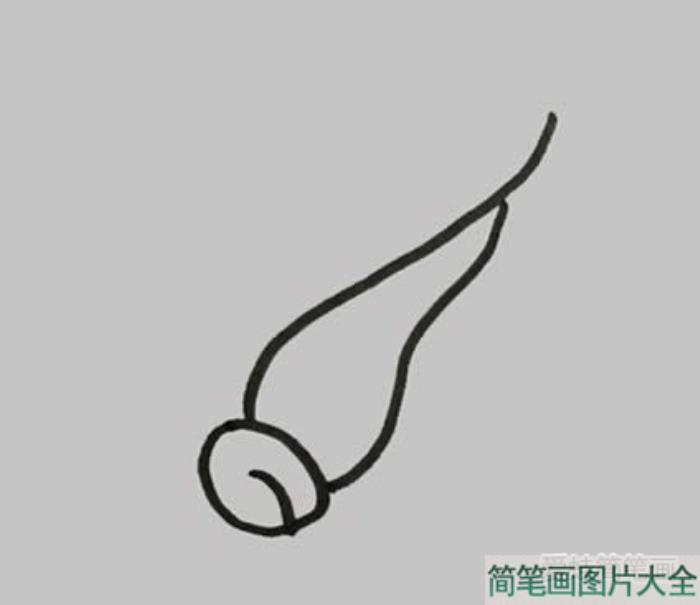 小青菜简笔画