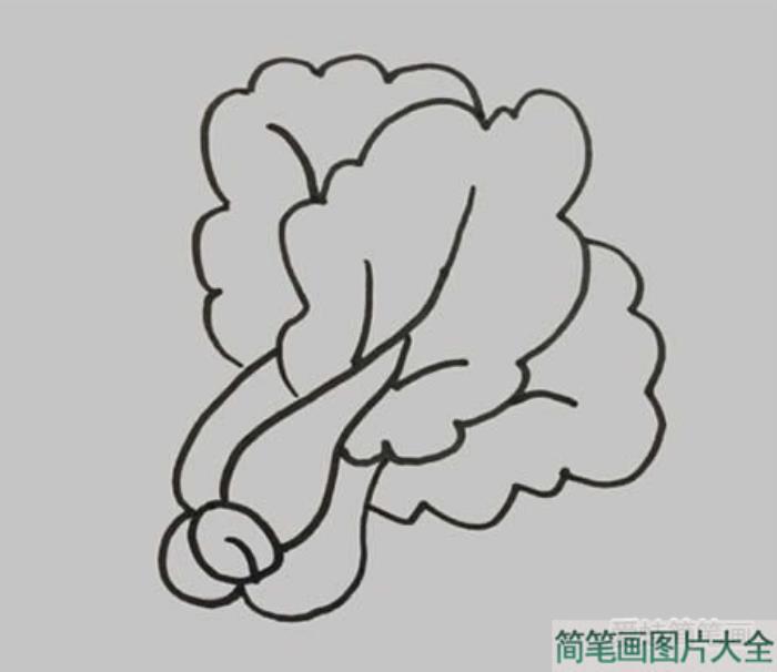 小青菜简笔画  第3张