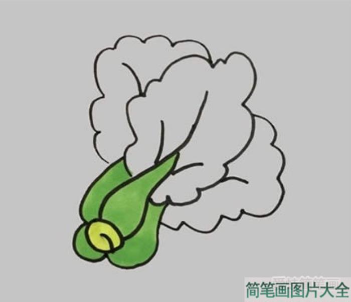 小青菜简笔画  第4张