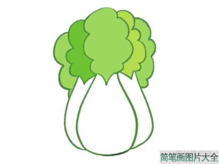 白菜简笔画图片大全  第3张