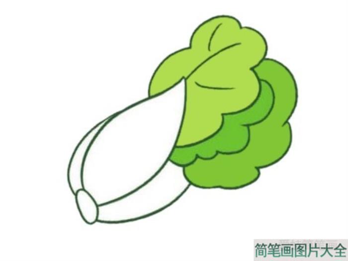 白菜简笔画图片大全  第4张