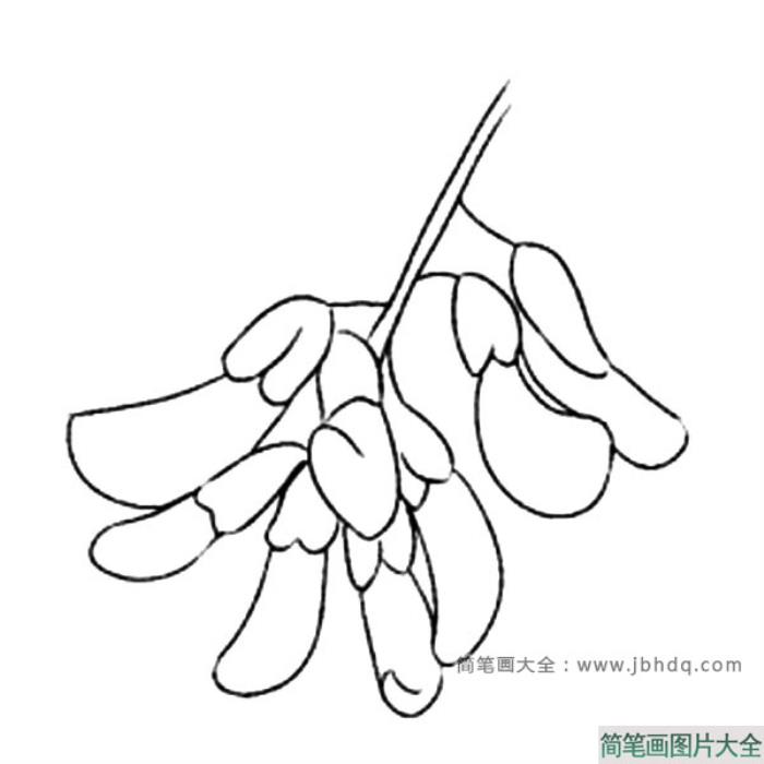 香花槐简笔画图片  第1张