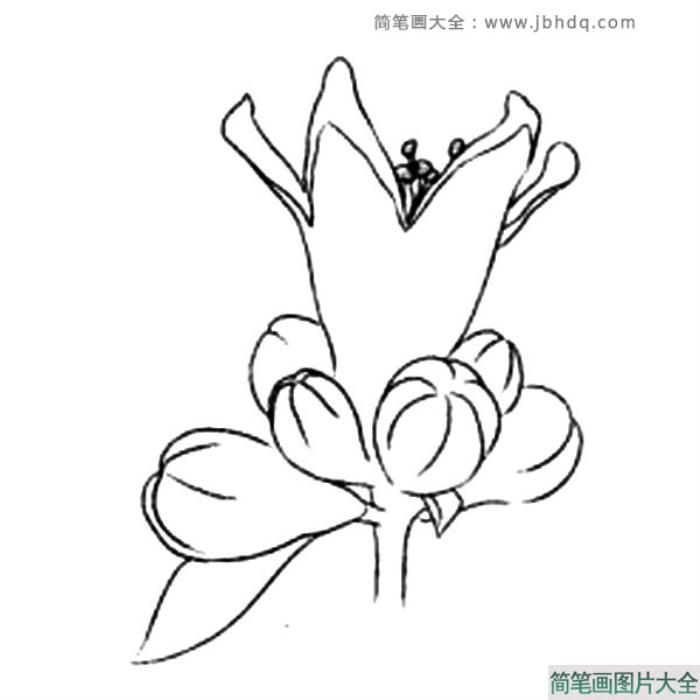 花朵简笔画_石榴花简笔画图片