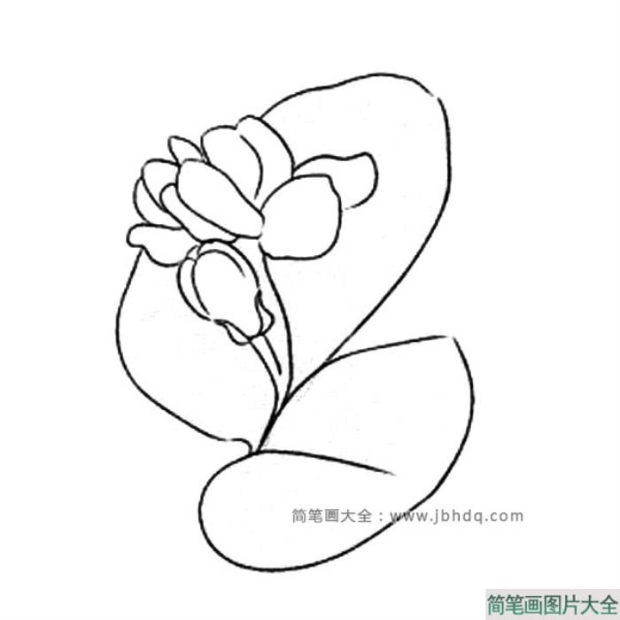 花朵的画法_茉莉花简笔画图片  第1张