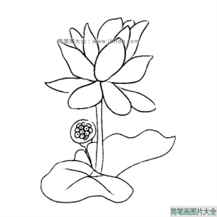 花朵的画法_荷花简笔画图片