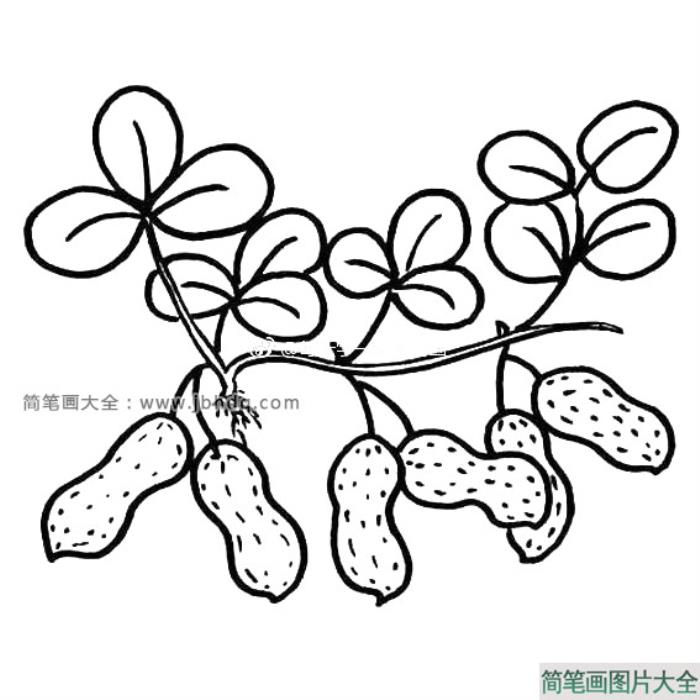 花生简笔画图片  第1张