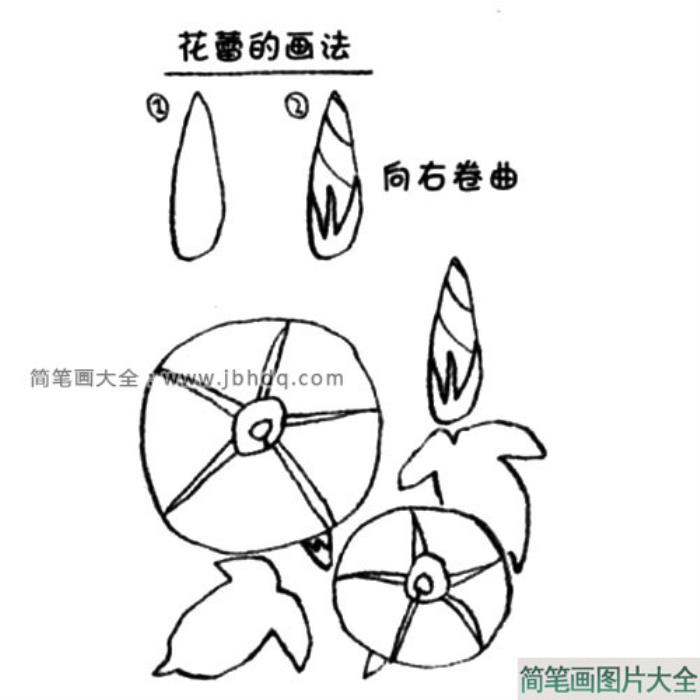 牵牛花简笔画教程  第4张