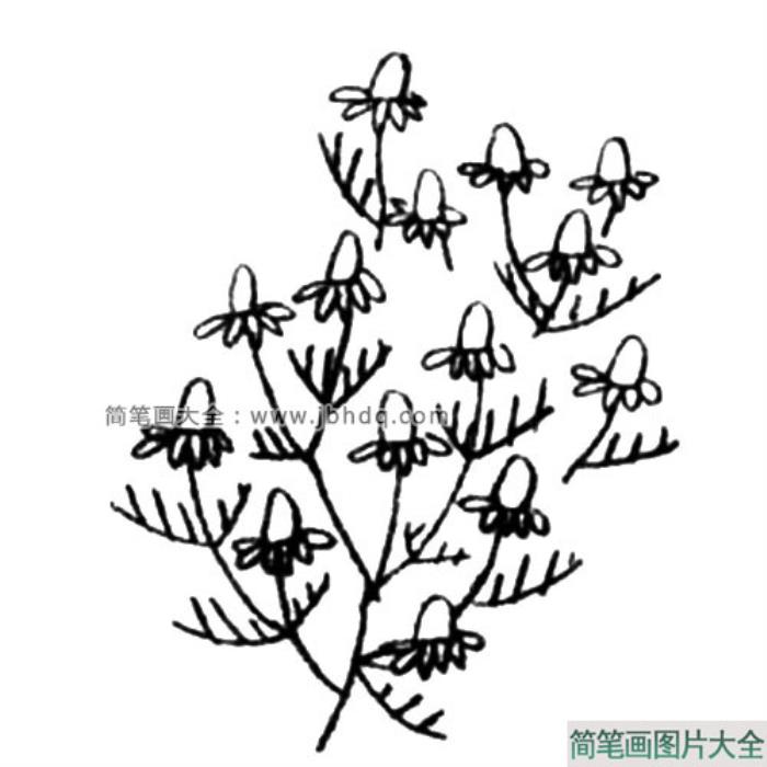 洋甘菊简笔画教程  第3张