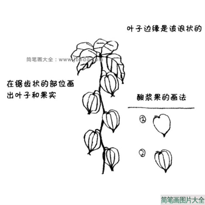 酸浆果简笔画教程  第2张