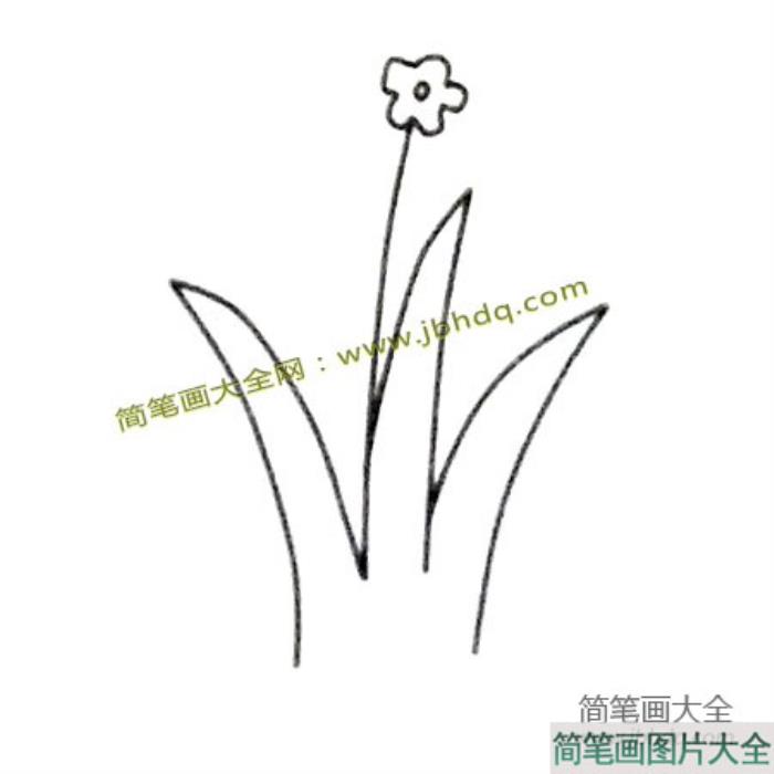 6张漂亮的兰花简笔画图片  第3张