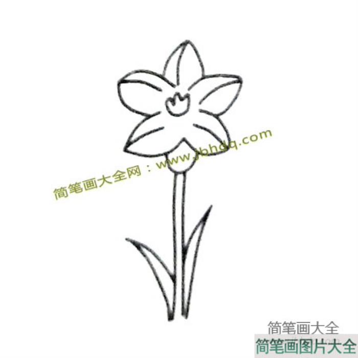 6张漂亮的兰花简笔画图片  第5张