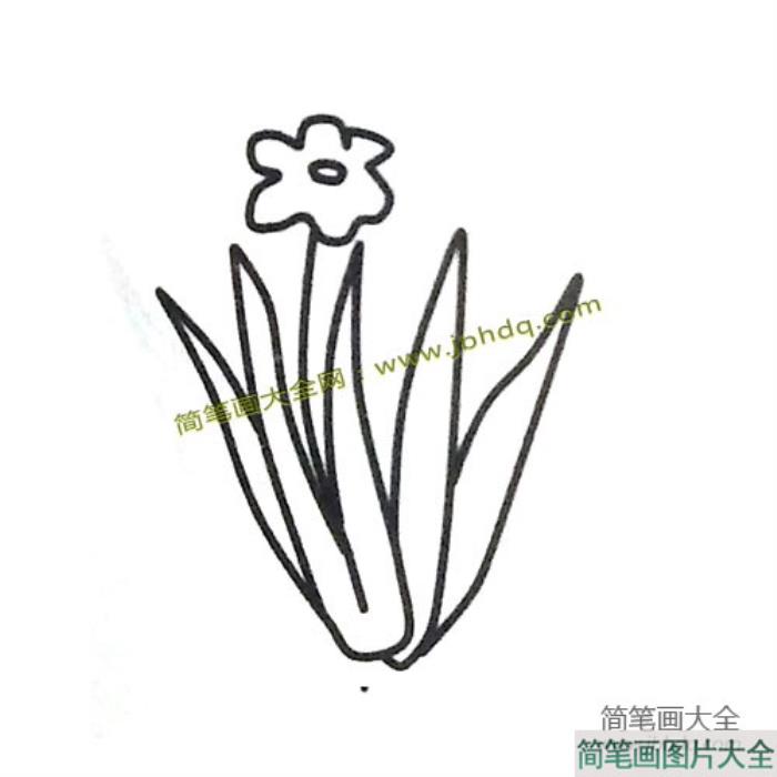 6张漂亮的水仙花简笔画图片