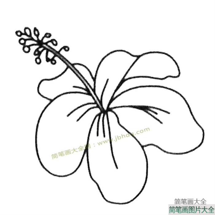 花朵简笔画大全_扶桑花简笔画图片