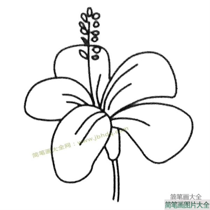 花朵简笔画大全_扶桑花简笔画图片  第2张