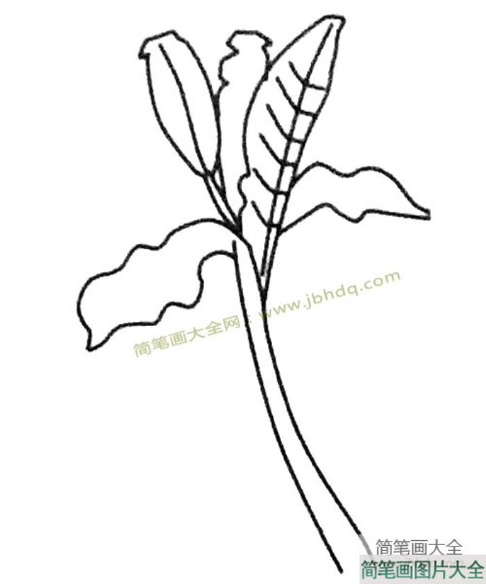 儿童简笔画大全_芭蕉树简笔画教程  第4张