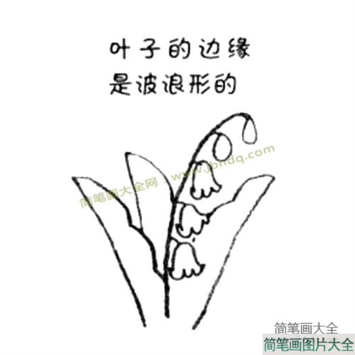 铃兰简笔画教程  第2张