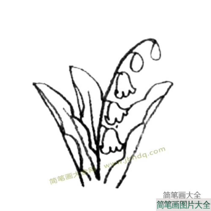 铃兰简笔画教程  第3张