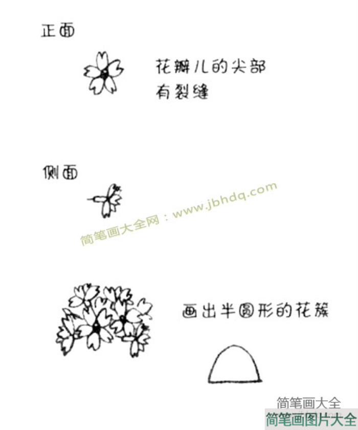 樱花草简笔画教程  第1张