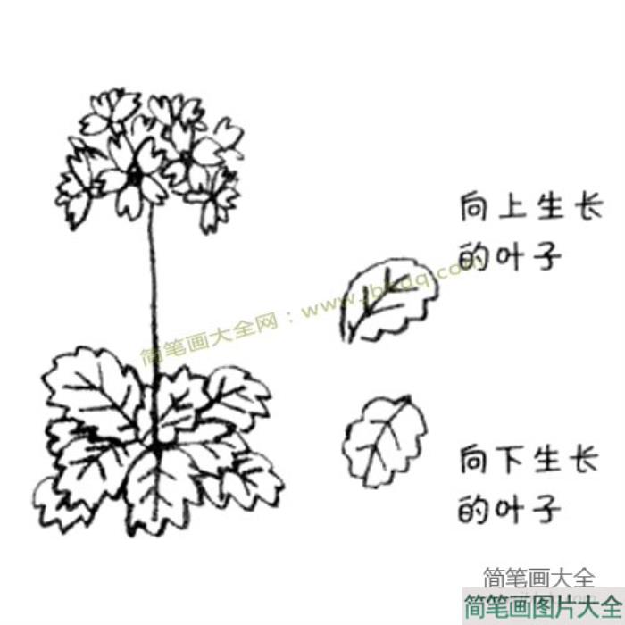 樱花草简笔画教程  第3张